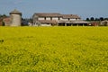 Rapeseed field