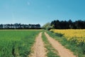 Rapeseed field, spring blooming in the center of France Royalty Free Stock Photo