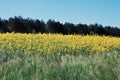 Rapeseed field, spring blooming in the center of France Royalty Free Stock Photo