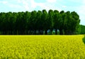 Rapeseed field in the spring Royalty Free Stock Photo