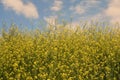 Rapeseed field in spring time Royalty Free Stock Photo
