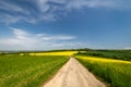 Rapeseed field in spring time Royalty Free Stock Photo