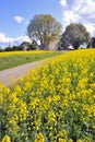 Rapeseed field in spring time Royalty Free Stock Photo