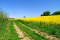 Rapeseed field in springtime Royalty Free Stock Photo