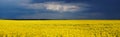 Rapeseed field after storm Royalty Free Stock Photo