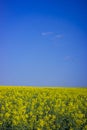 Rapeseed field on a sunny day with clear skies