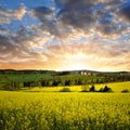 Rapeseed field Royalty Free Stock Photo