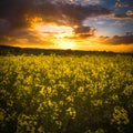 Rapeseed field on sunset time