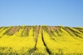 Rapeseed field with tractor trails and soil erosion against a cl Royalty Free Stock Photo