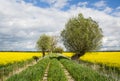 Rapeseed field, trees and dirt road. Beautiful landscape in Poland Royalty Free Stock Photo