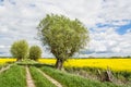 Rapeseed field, trees and dirt road. Beautiful landscape in Poland Royalty Free Stock Photo