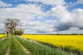 Rapeseed field, trees and dirt road. Beautiful landscape in Poland Royalty Free Stock Photo