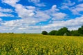 Rapeseed field with trees in spring time Royalty Free Stock Photo