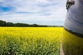 Rapeseed field under blue sky