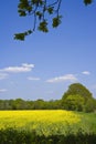 Rapeseed field