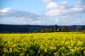 Rapeseed Field & Wotton Church