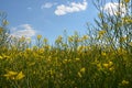 rapeseed field, yellow flowers, blue sky Royalty Free Stock Photo