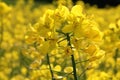 Rapeseed field, yellow rapeseed, field full of flowers, flowers in full bloom, rapeseed flower Royalty Free Stock Photo