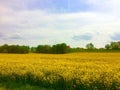 Rapeseed field, yellow and green Royalty Free Stock Photo