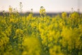 Rapeseed field with yellow leaves and flowers in bloom Royalty Free Stock Photo