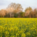 Rapeseed field with yellow leaves and flowers in bloom Royalty Free Stock Photo