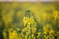 Rapeseed field with yellow leaves and flowers in bloom Royalty Free Stock Photo