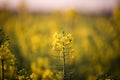 Rapeseed field with yellow leaves and flowers in bloom Royalty Free Stock Photo