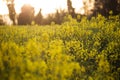 Rapeseed field with yellow leaves and flowers in bloom Royalty Free Stock Photo