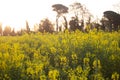 Rapeseed field with yellow leaves and flowers in bloom Royalty Free Stock Photo