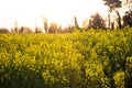 Rapeseed field with yellow leaves and flowers in bloom Royalty Free Stock Photo