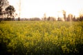 Rapeseed field with yellow leaves and flowers in bloom Royalty Free Stock Photo