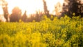 Rapeseed field with yellow leaves and flowers in bloom Royalty Free Stock Photo