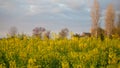 Rapeseed field with yellow leaves and flowers in bloom Royalty Free Stock Photo