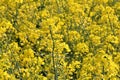 Rapeseed field, yellow rapeseed, field full of flowers, flowers in full bloom, rapeseed flower Royalty Free Stock Photo