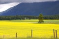 Rapeseed fields