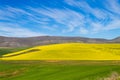 Rapeseed fields along the road to Franschhoek, South Africa Royalty Free Stock Photo