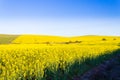 Rapeseed fields along the road to Franschhoek, South Africa Royalty Free Stock Photo