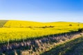 Rapeseed fields along the road to Franschhoek, South Africa Royalty Free Stock Photo