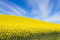 Rapeseed fields along the road to Franschhoek, South Africa Royalty Free Stock Photo