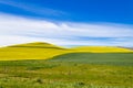 Rapeseed fields along the road to Franschhoek, South Africa Royalty Free Stock Photo