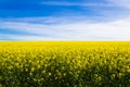 Rapeseed fields along the road to Franschhoek, South Africa Royalty Free Stock Photo