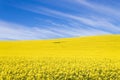 Rapeseed fields along the road to Franschhoek, South Africa Royalty Free Stock Photo