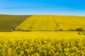 Rapeseed fields along the road to Franschhoek, South Africa Royalty Free Stock Photo