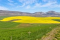 Rapeseed fields along the road to Franschhoek, South Africa Royalty Free Stock Photo