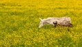 Rapeseed fields in countryside and livestock. Donkey at the Blooming yellow canola flower meadows. Rapeseed crop Royalty Free Stock Photo