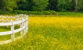 Rapeseed fields in countryside with wooden fence. Blooming yellow canola flower meadows. Rapeseed crop Royalty Free Stock Photo