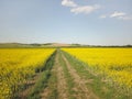 Rapeseed fields from the height of bird flight. Shooting from the drone or aircraft. Agricultural business. Growing oil plants for