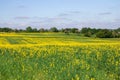 Rapeseed fields panorama. Blooming yellow canola flower meadows. Royalty Free Stock Photo