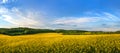 rapeseed fields panorama with with cloudly blue sky, canola rapeseed plant Royalty Free Stock Photo