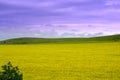 Rapeseed fields sight Royalty Free Stock Photo